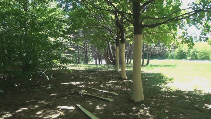 Olúpané stromy v Trenčíne.