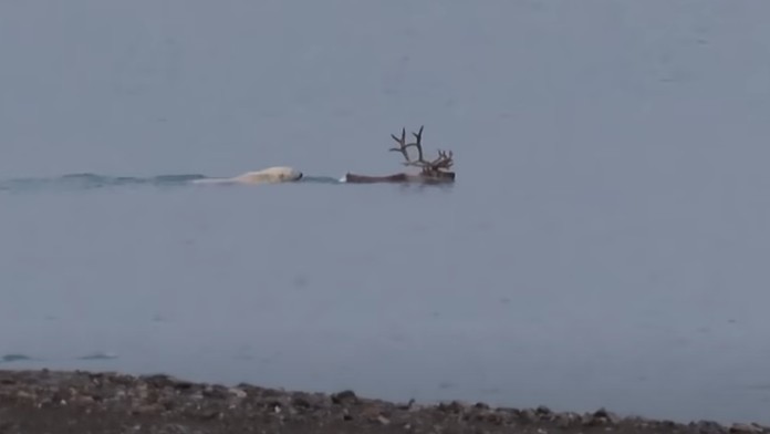 Ľadový medveď prenasleduje losa.