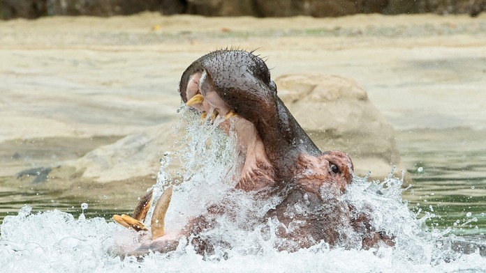 Hroch - ilustračné foto.