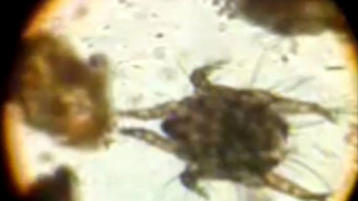 19 NR Svrab.transferweb_jpg_bez_watermarku_1.jpg