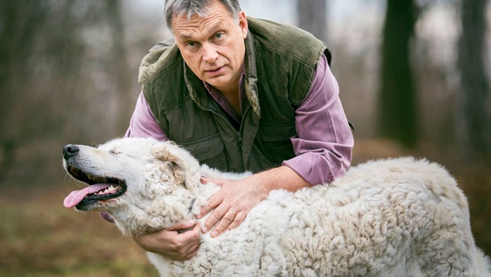 Maďarský premiér so psíkom Nárcisz - ovčiarskym strážnym psom plemena kuvasz. 