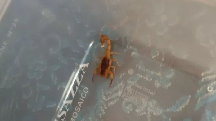 Na Liptove utiekli dva jedovaté škorpióny titius serrulatus