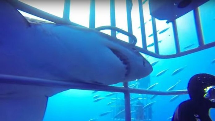 Shark-distracts-divers-while-another-tries-to-catch-them-through-cage.jpg
