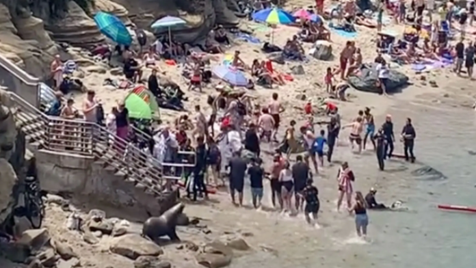 Panika na pláži v Kalifornii: Divé tulene vyhnali ľudí z pláže