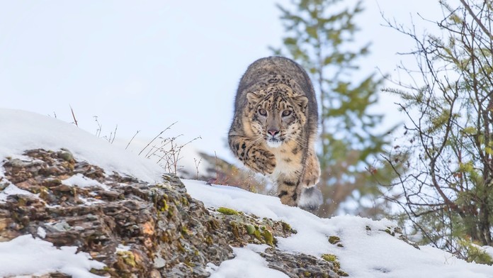 VIDEO: Lyžiarka riskovala život pre fotku. Zaútočila na ňu jedna z najohrozenejších šeliem sveta