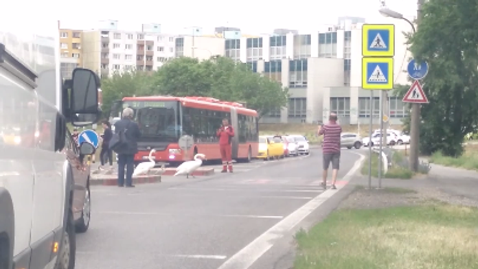 Labutia rodina v Petržalke. 