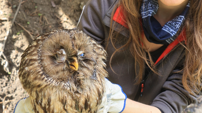 Vzácna sova pre zápal očí nemohla loviť.