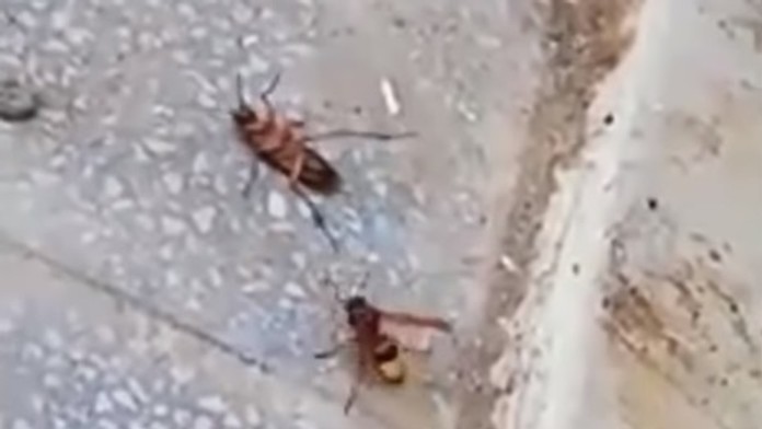 Súboj medzi osou a švábom.