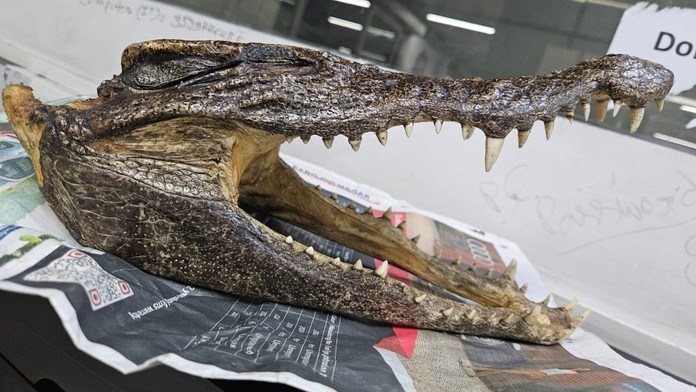 Muž mal v batožine lebku krokodíla