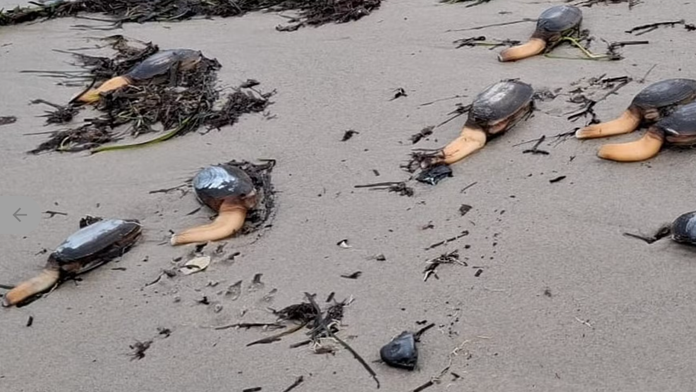Záhadný úkaz na európskej pláži. Pobrežie zaplavili čudno vyzerajúce tvory