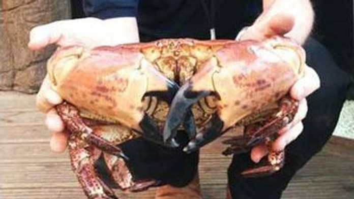 Krab prežil v chladničke päť dní