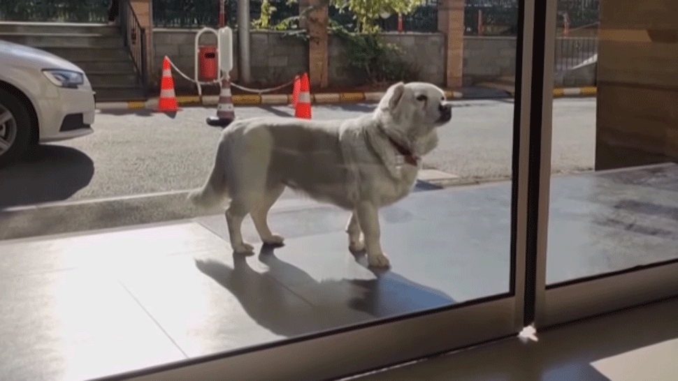 Tréner Chelsea Londýn Frank Lampard..jpg