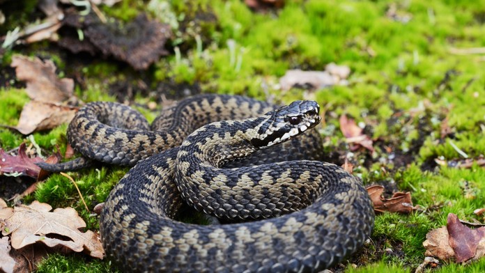 Maďarský turista zbieral v Tatrách čučoriedky, pohrýzla ho vretenica a skončil v nemocnici