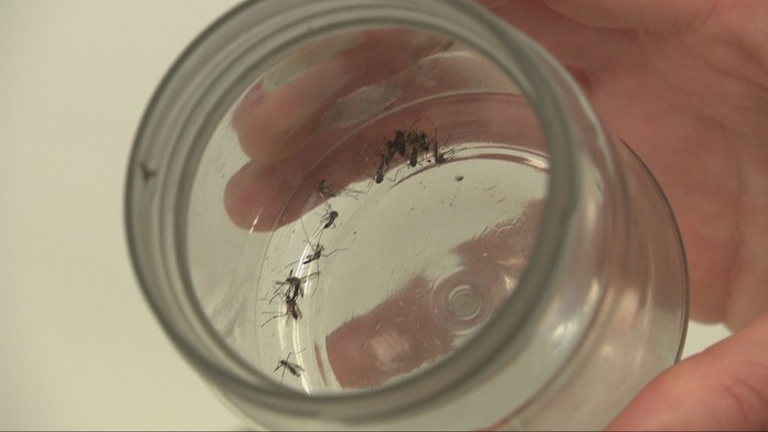 Ázijský tigrovaný komár