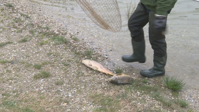 Uhynuté ryby na Kuchajde.