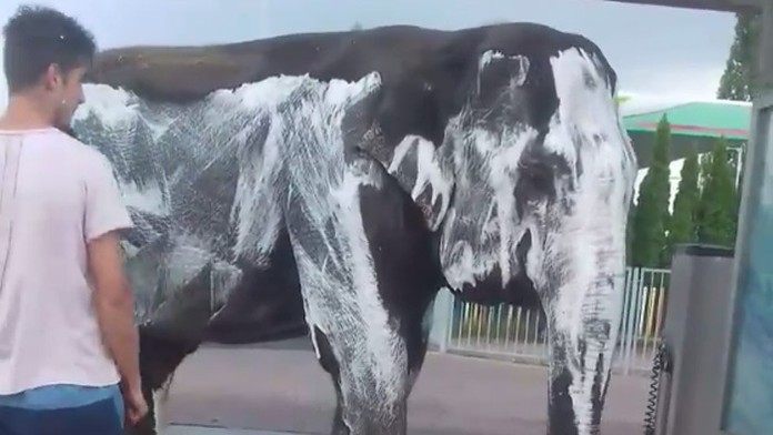 Cirkusanti prišli do autoumyvárky poumývať slona.