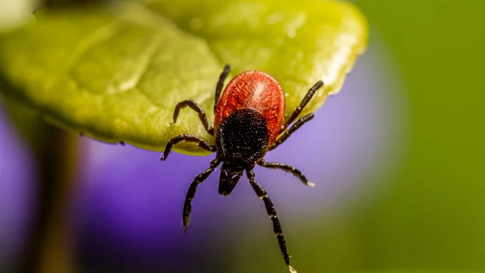 Kliešte sú aktívne aj na jeseň. Odborníci vydali viacero odporúčaní