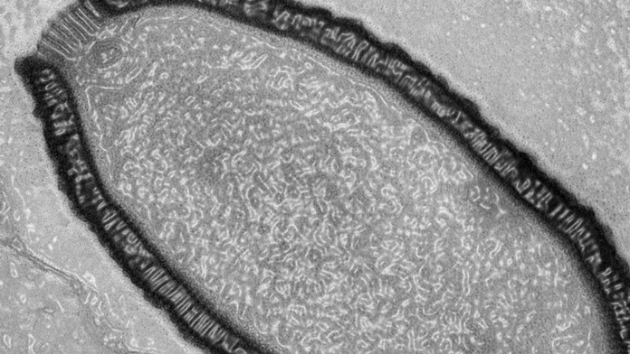 Pithovirus sibericum, vírus