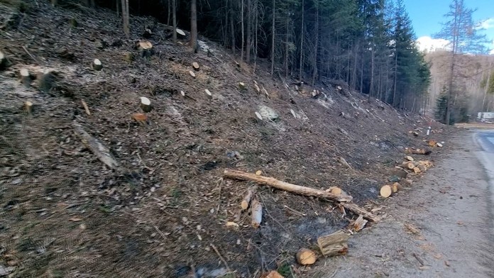 Zrezané stromy pri Ceste slobody.