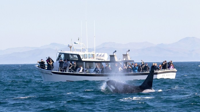 Vedci už zrejme vyriešili záhadu útokov kosatiek na lode. Za ich správaním nie je pomsta ľudstvu