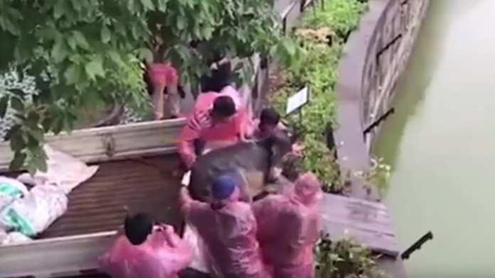 Kŕmenie hladných tigrov. 