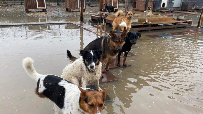 Košičania sa spojili a rýchlo pomohli zatopenému útulku. Zvieratá sú opäť v teple a suchu