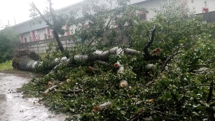 Vyvrátený strom vo Vrakuni