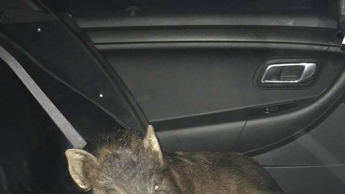 Prasa umiestnili na zadné sedadlo a previezli ho na policajnú stanicu. 