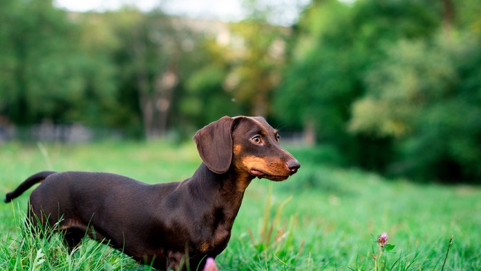 Jazvečík - ilustračná snímka