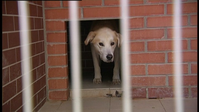 Reflex, Utulok pre psa