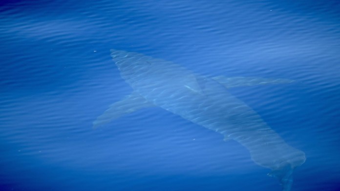 Veľký biely žralok pri Malorke