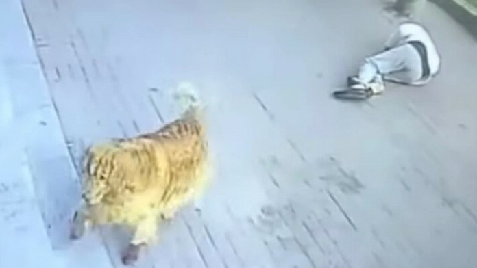 Pri požiari v Bohumíne zahynulo 11 ľudí