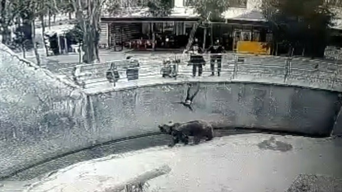 Moment, keď chlapec padá do výbehu s medveďmi.