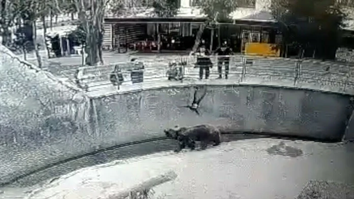Moment, keď chlapec padá do výbehu s medveďmi.