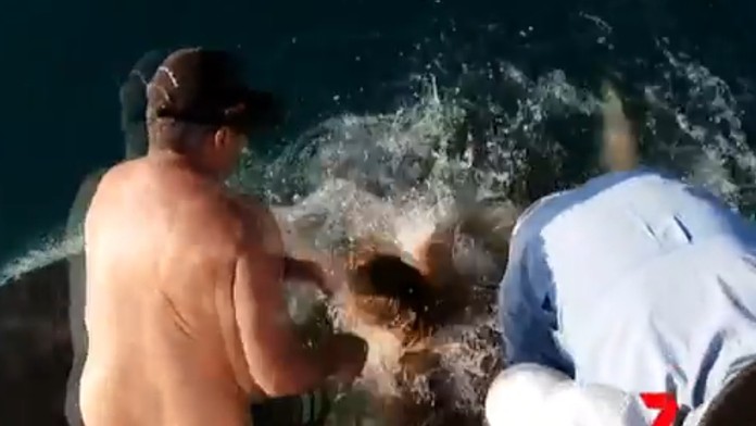 Žralok sa pri krmení žene zahryzol do ruky a stiahol ju do vody.