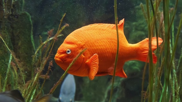 Zlatá rybka (ilustračná snímka)