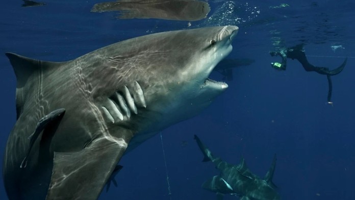 John tvárou v tvár žralokovi.