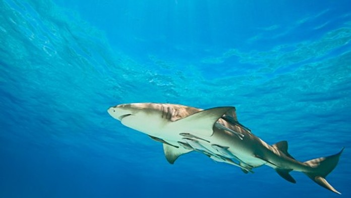 Fotka so žralokom sa mužovi vypomstila: Pohryzol ho priamo do nohy