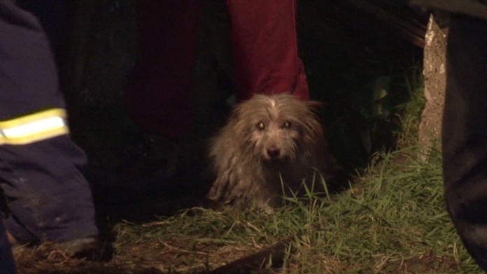 Zachránený psík z horiaceho domu v Trnovci nad Váhom.