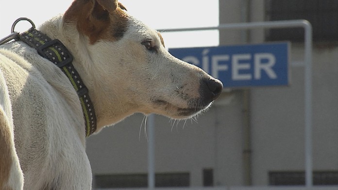 Bixi sem-tam utečie z domu a vyberie sa vlakom z Cífera do Trnavy.