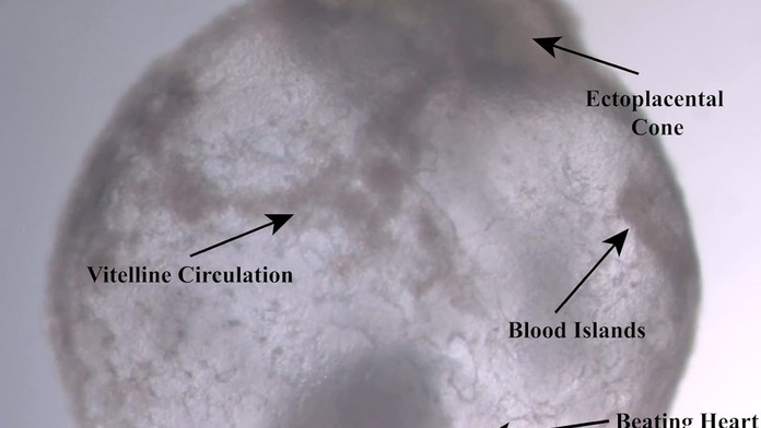 Fantastický pokrok: Vedci vypestovali embryá bez spermií a vajíčok