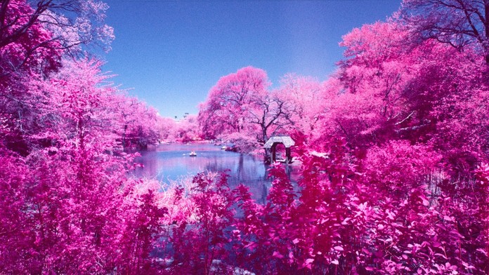 Cyklaménový Central Park v New Yorku.jpg