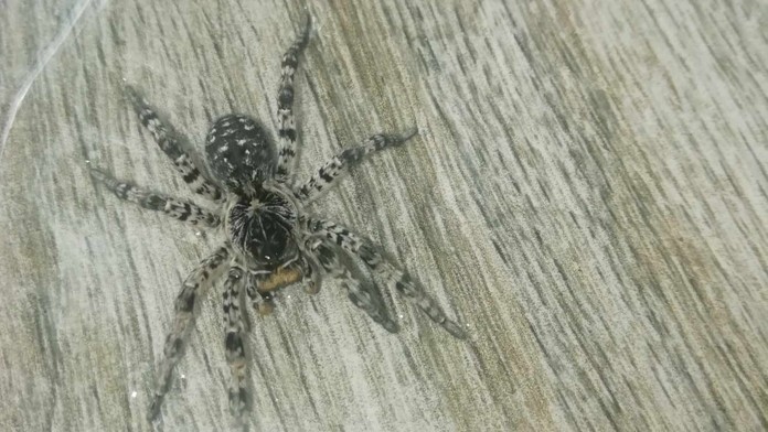 Strehúň škvrnitý 