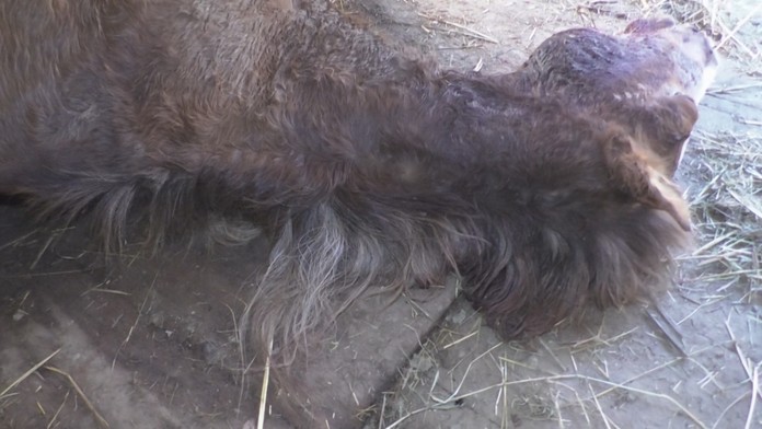 Vzácnu kobylu našli zranenú vo výbehu. To, čo ju zabilo, šokovalo každého