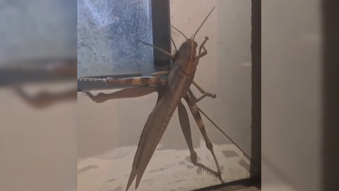 Takú kobylku ste ešte nevideli. Tento „obor“ šokoval celé mesto