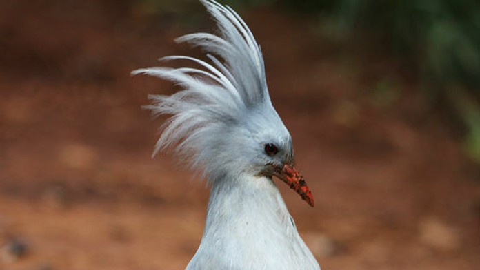 Kagu vlasatý malý.jpg