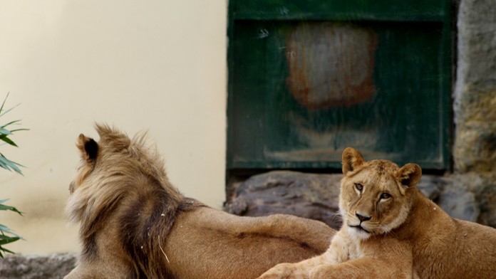 Zara a jej brat Ramzes, ten teraz zostal sám.