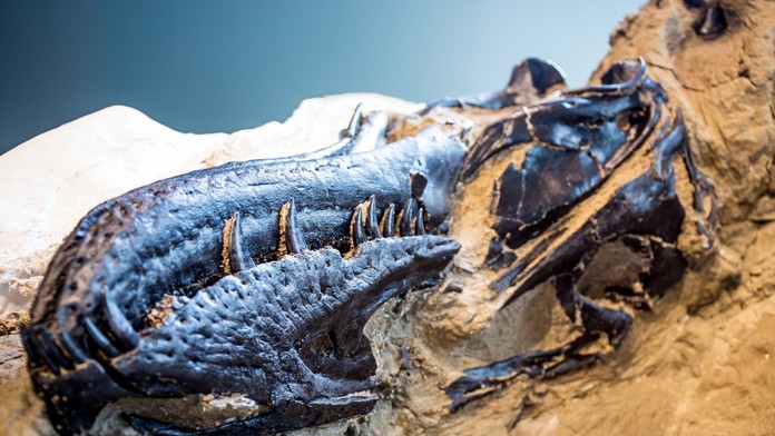 Slávna fosília prinútila vedcov prehodnotiť poznatky o tyranosauroch. Ukázalo sa, že mali trpasličieho príbuzného