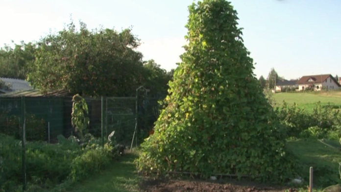 Fazuľová pyramída. 