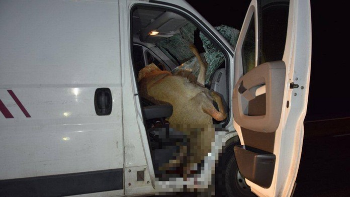 Dodávka sa zrazila s laňou.